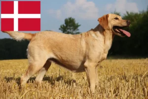 Read more about the article Labrador breeders and puppies in Denmark