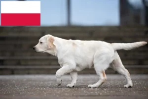 Read more about the article Labrador breeders and puppies in Poland