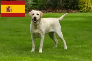 Read more about the article Labrador breeders and puppies in Spain