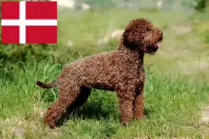 Read more about the article Lagotto Romagnolo breeders and puppies in Denmark