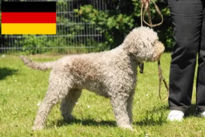 Read more about the article Lagotto Romagnolo breeders and puppies in Germany