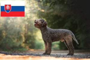 Read more about the article Lagotto Romagnolo breeders and puppies in Slovakia