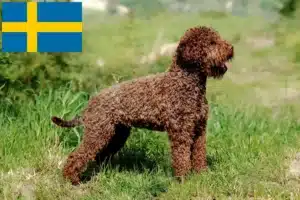 Read more about the article Lagotto Romagnolo breeders and puppies in Sweden