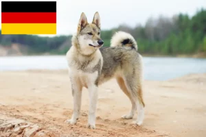 Read more about the article Laika breeders and puppies in Germany