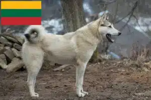 Read more about the article Laika breeders and puppies in Lithuania