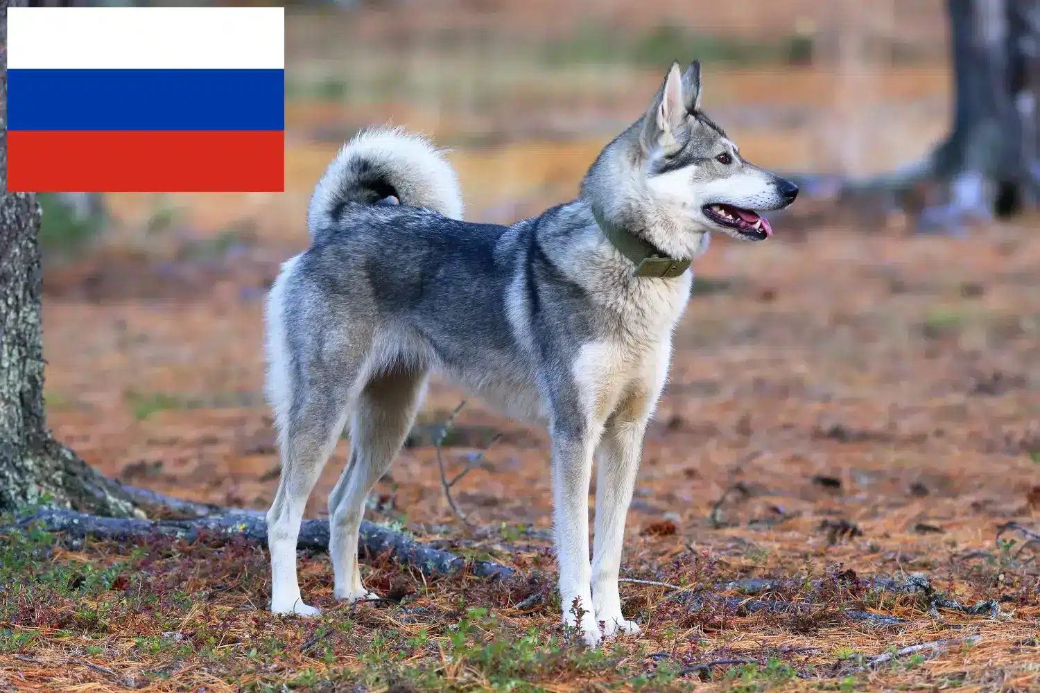 Read more about the article Laika breeders and puppies in Russia