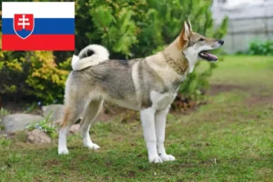 Read more about the article Laika breeders and puppies in Slovakia