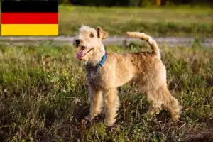 Read more about the article Lakeland Terrier breeders and puppies in Germany