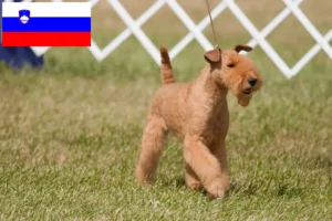 Read more about the article Lakeland Terrier breeders and puppies in Slovenia