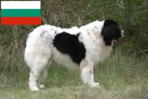 Read more about the article Landseer breeders and puppies in Bulgaria