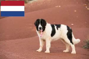 Read more about the article Landseer breeders and puppies in the Netherlands