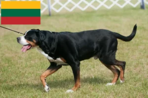 Read more about the article Great Swiss Mountain Dog breeder and puppies in Lithuania