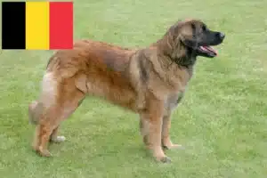 Read more about the article Leonberger breeders and puppies in Belgium