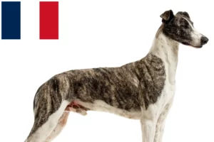 Read more about the article Magyar Agar breeders and puppies in France