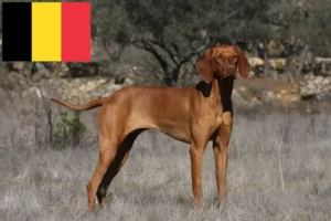 Read more about the article Magyar Vizsla breeders and puppies in Belgium