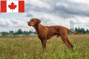 Read more about the article Magyar Vizsla breeders and puppies in Canada