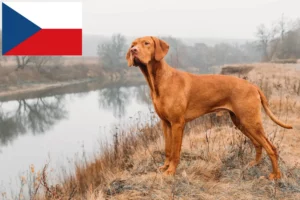 Read more about the article Magyar Vizsla breeders and puppies in the Czech Republic