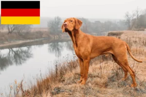 Read more about the article Magyar Vizsla breeders and puppies in Germany