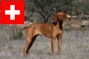 Read more about the article Magyar Vizsla breeders and puppies in Switzerland