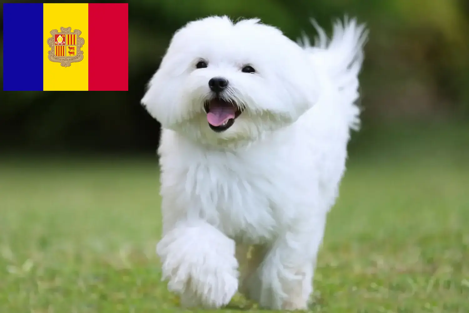 Read more about the article Maltese breeders and puppies in Andorra