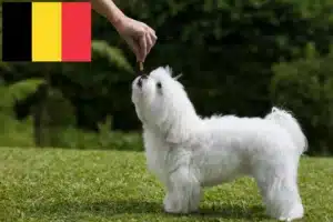 Read more about the article Maltese breeders and puppies in Belgium