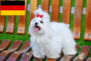 Read more about the article Maltese breeders and puppies in Germany