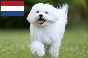 Read more about the article Maltese breeders and puppies in the Netherlands