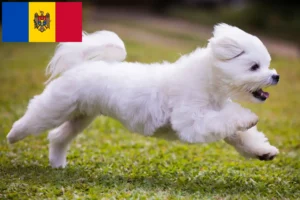Read more about the article Maltese breeders and puppies in Moldova