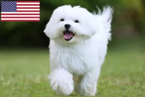 Read more about the article Maltese breeders and puppies in USA