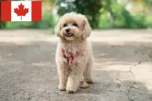 Read more about the article Maltipoo breeders and puppies in Canada
