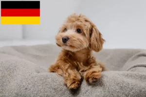Read more about the article Maltipoo breeders and puppies in Germany