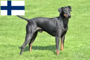 Read more about the article Manchester Terrier breeders and puppies in Finland