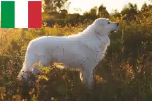 Read more about the article Maremma Abruzzo Sheepdog breeders and puppies in Italy