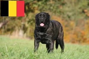 Read more about the article Mastiff breeders and puppies in Belgium