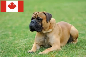 Read more about the article Mastiff breeders and puppies in Canada