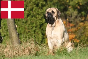 Read more about the article Mastiff breeders and puppies in Denmark