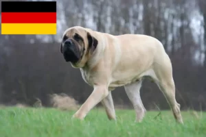 Read more about the article Mastiff breeders and puppies in Germany