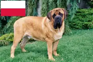 Read more about the article Mastiff breeders and puppies in Poland