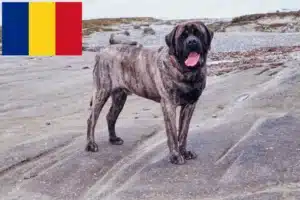 Read more about the article Mastiff breeders and puppies in Romania
