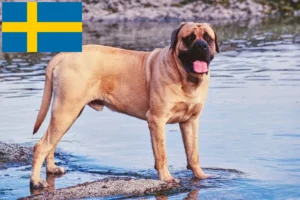 Read more about the article Mastiff breeders and puppies in Sweden