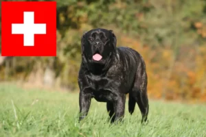 Read more about the article Mastiff breeders and puppies in Switzerland