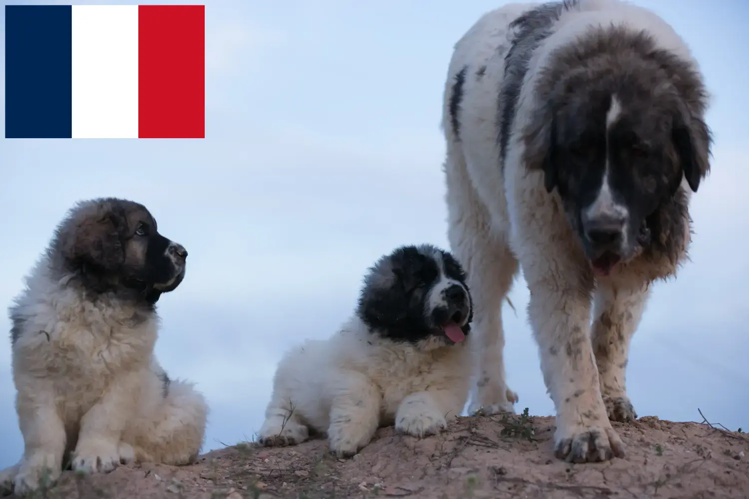 Read more about the article Mastín del Pirineo breeders and puppies in France