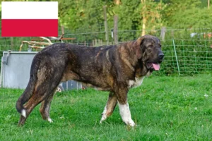 Read more about the article Mastín Español breeders and puppies in Poland