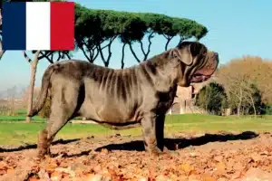 Read more about the article Mastino Napoletano breeders and puppies in France