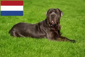 Read more about the article Mastino Napoletano breeders and puppies in the Netherlands