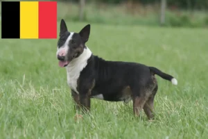 Read more about the article Miniature Bull Terrier breeders and puppies in Belgium