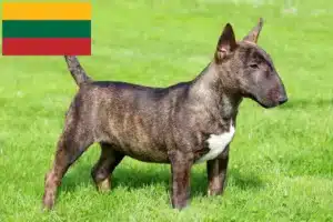 Read more about the article Miniature Bull Terrier breeders and puppies in Lithuania