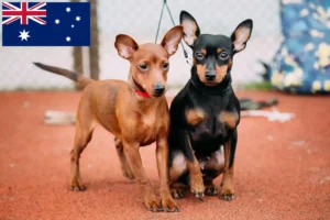 Read more about the article Miniature Pinscher breeders and puppies in Australia