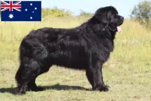 Read more about the article Newfoundland breeders and puppies in Australia