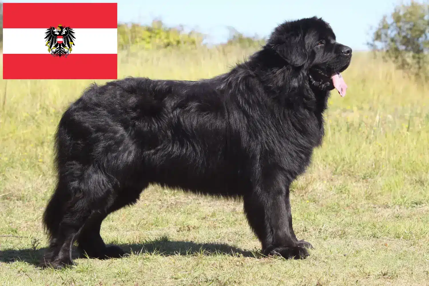 Read more about the article Newfoundland breeders and puppies in Austria